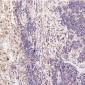 Anti-GSK3 beta Rabbit Monoclonal Antibody